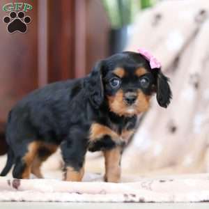 Jewel, Cavalier King Charles Spaniel Puppy